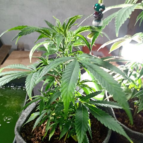 Gelato growlog timeline photo