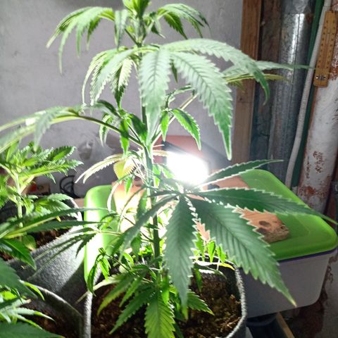 Gelato Cake growlog timeline photo