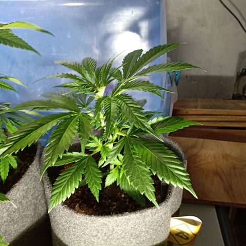 Cleopatra growlog timeline photo