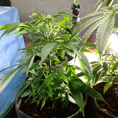 Gelato growlog timeline photo