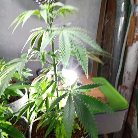 Gelato Cake growlog timeline photo