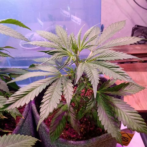 Cleopatra growlog timeline photo