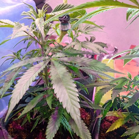 Gelato growlog timeline photo