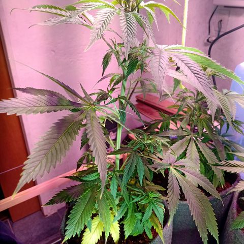 Gelato Cake growlog timeline photo