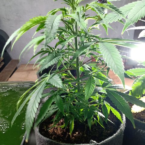 Gelato growlog timeline photo