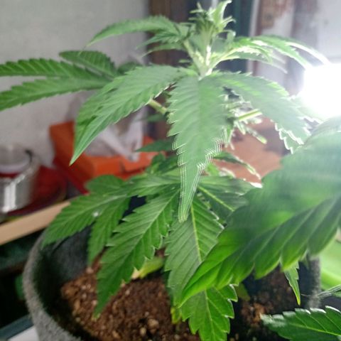 Cleopatra growlog timeline photo