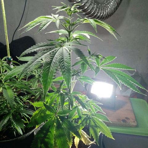 Gelato Cake growlog timeline photo