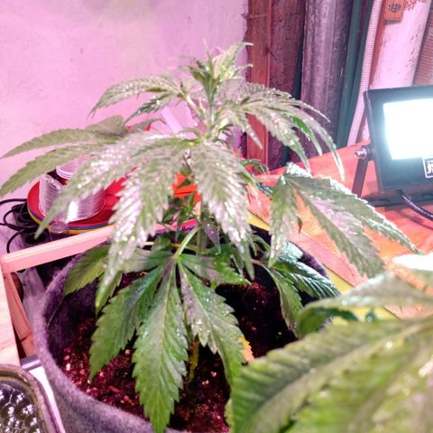 Cleopatra growlog timeline photo