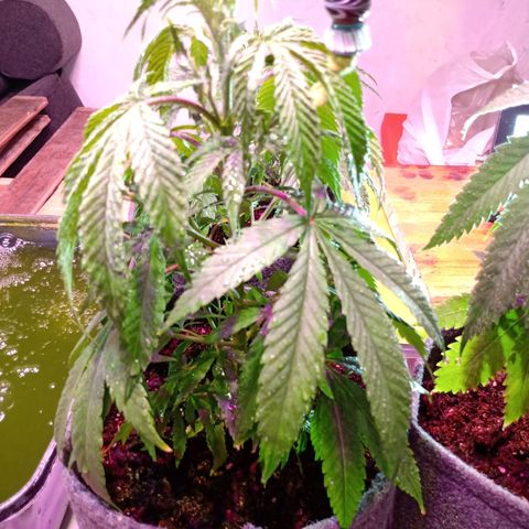 Gelato growlog timeline photo