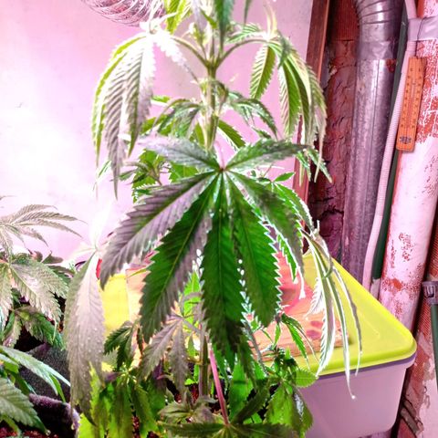 Gelato Cake growlog timeline photo