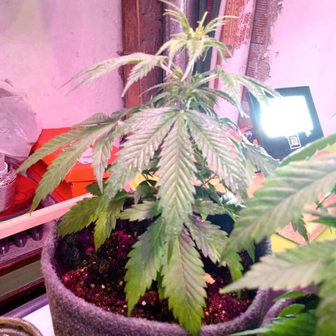 Cleopatra growlog timeline photo