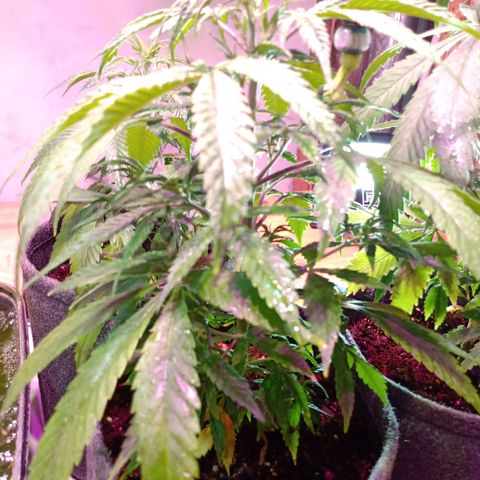 Gelato growlog timeline photo