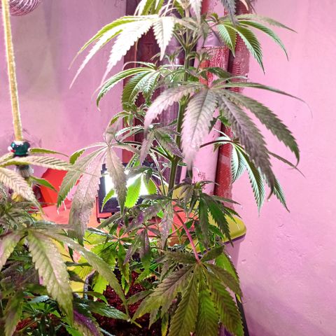 Gelato Cake growlog timeline photo