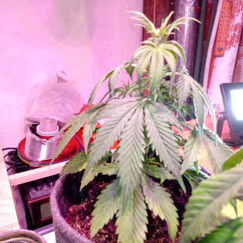 Cleopatra growlog timeline photo