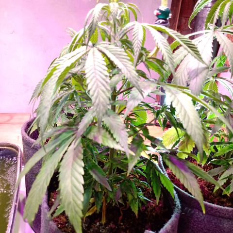 Gelato growlog timeline photo