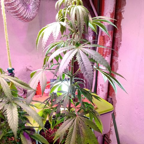Gelato Cake growlog timeline photo