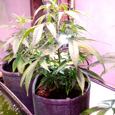 Gelato growlog timeline photo