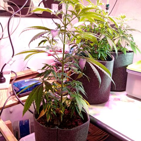 Gelato Cake growlog timeline photo