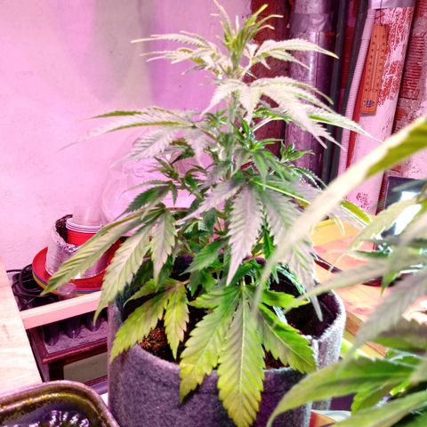 Cleopatra growlog timeline photo