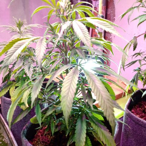 Gelato growlog timeline photo