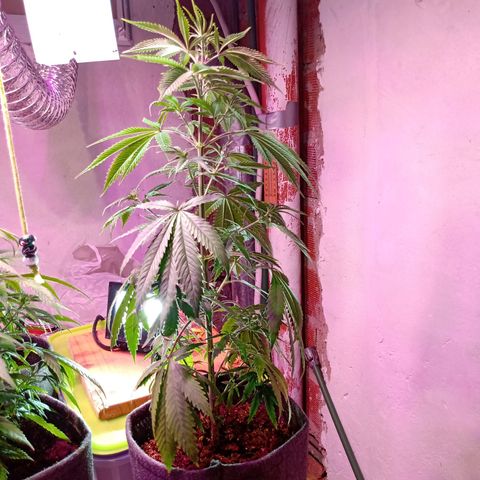 Gelato Cake growlog timeline photo