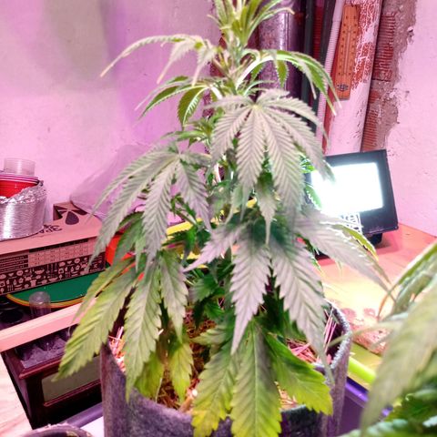 Cleopatra growlog timeline photo