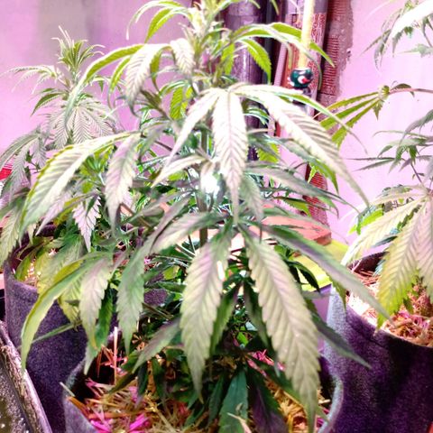 Gelato growlog timeline photo