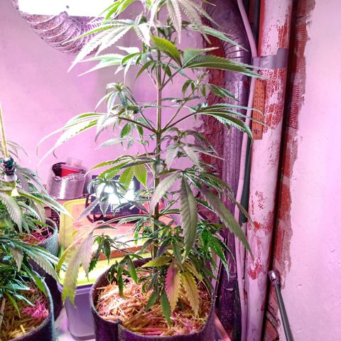 Gelato Cake growlog timeline photo