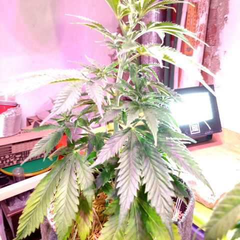 Cleopatra growlog timeline photo