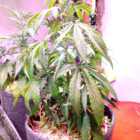 Gelato growlog timeline photo