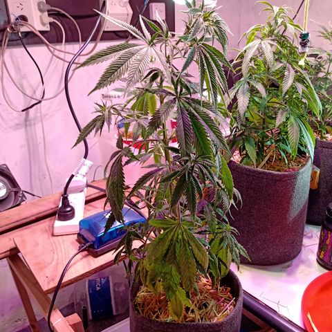 Gelato Cake growlog photo: Le faltaba agua. 