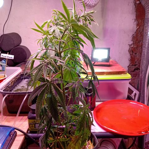 Gelato Cake growlog photo: Le faltaba agua. 