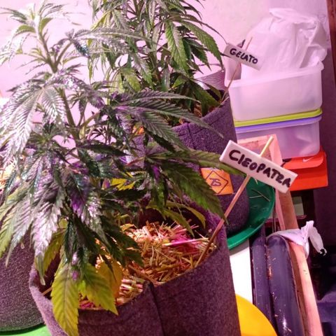 Cleopatra growlog timeline photo