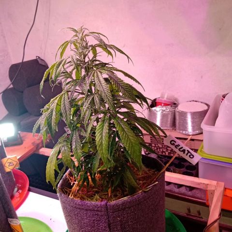 Gelato growlog timeline photo