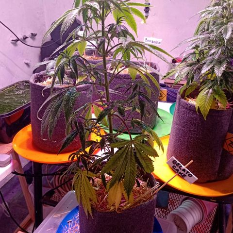 Gelato Cake growlog timeline photo