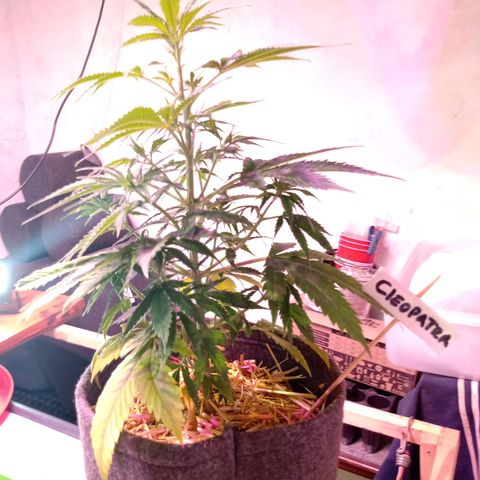 Cleopatra growlog timeline photo