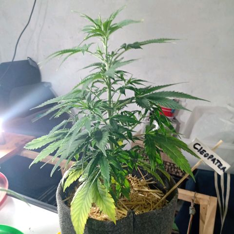 Cleopatra growlog timeline photo