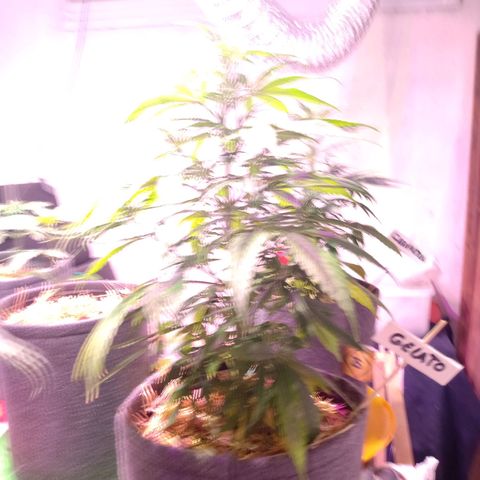 Gelato growlog timeline photo