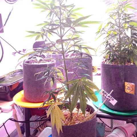 Gelato Cake growlog timeline photo