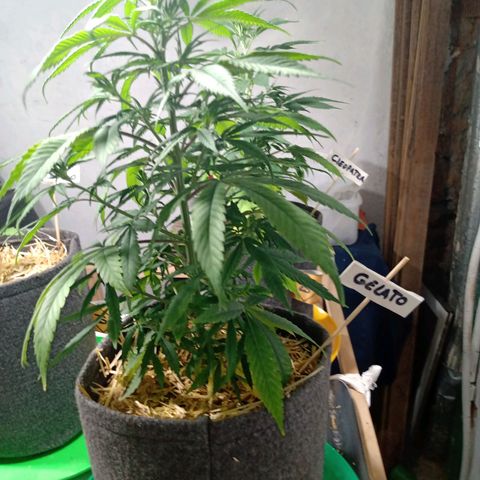 Gelato growlog timeline photo