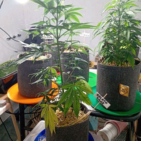 Gelato Cake growlog timeline photo