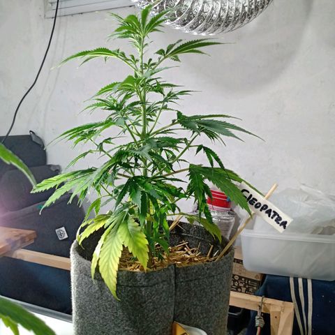 Cleopatra growlog timeline photo