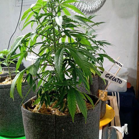 Gelato growlog timeline photo