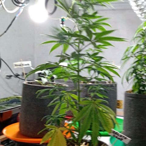 Gelato Cake growlog timeline photo