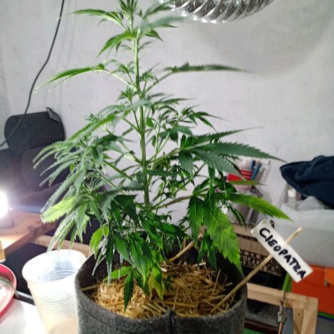 Cleopatra growlog timeline photo