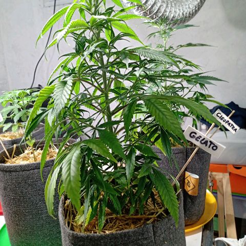 Gelato growlog timeline photo