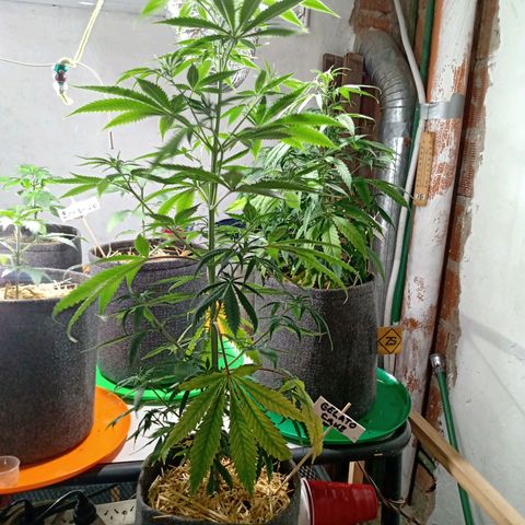 Gelato Cake growlog timeline photo