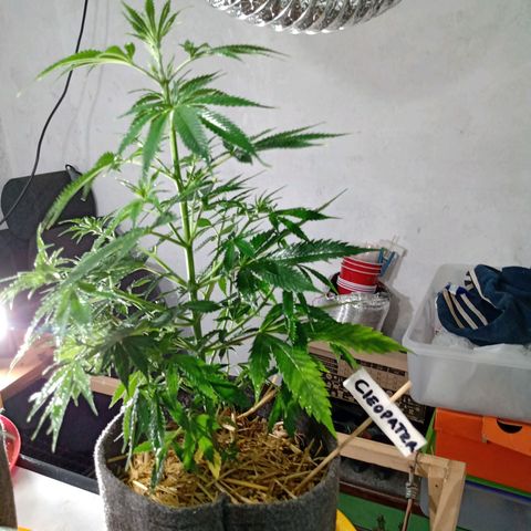 Cleopatra growlog timeline photo