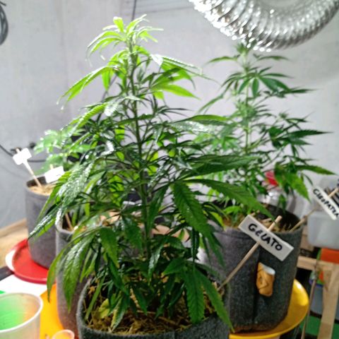 Gelato growlog timeline photo