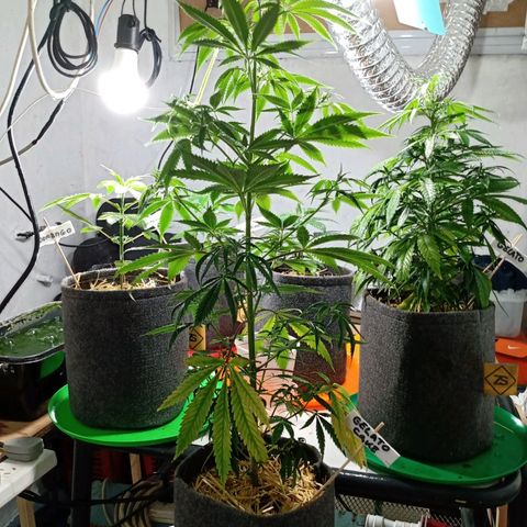 Gelato Cake growlog timeline photo